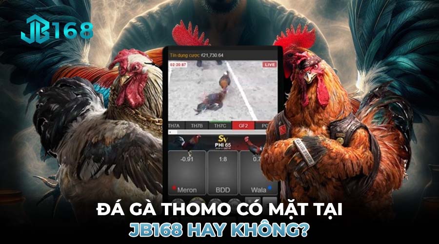ĐÁ GÀ THOMO CÓ MẶT TẠI JB168 HAY KHÔNG?